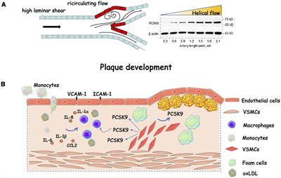 Proteomics and Lipidomics to unveil the contribution of PCSK9 beyond cholesterol lowering: a narrative review